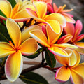 Pink Orange Plumeria Seeds - 5 Hawaiian Perennial Flower Lei - Plumeria spp.