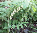 Wild Solomon's Seal Plant Bare Root 5-Pack Polygonatum Biflorum Transplant