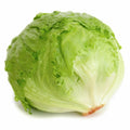 Iceberg Lettuce Seeds | Heirloom Non-GMO | Crisp Green Variety | Lactuca sativa
