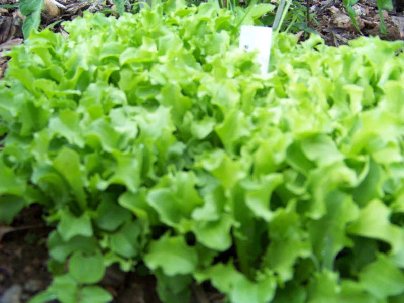 875 Seeds Lettuce Black Seeded Simpson - Heirloom Vegetable Seeds - Lactuca sativa - Non-GMO, Easy to Grow