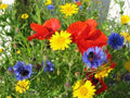 Wildflower Seed Mix 4 oz - Colorful Border and Garden Blend - Non-GMO Wildflower Seeds