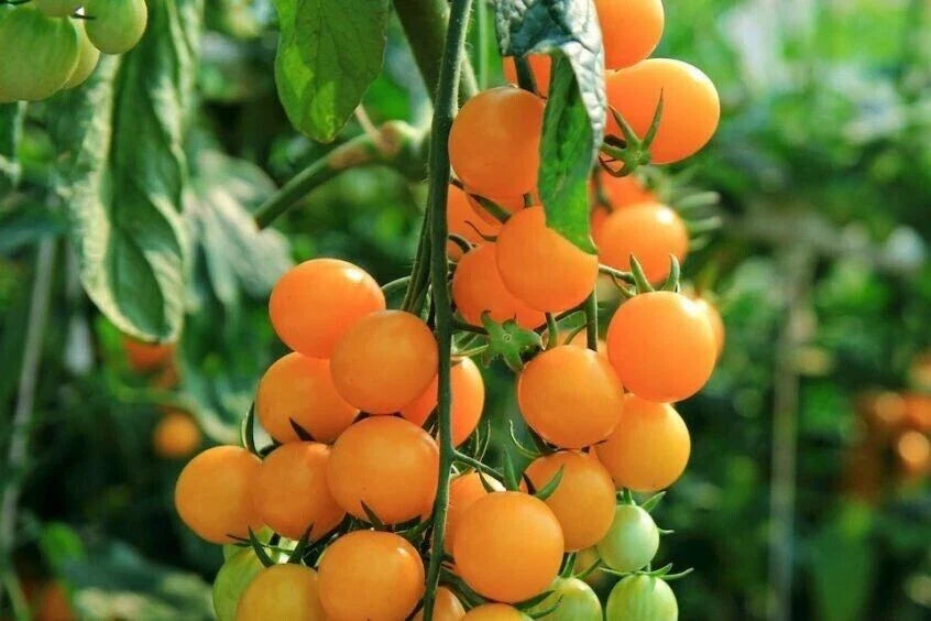 Gold Nugget Cherry Tomato Seeds - 30+ Organic Heirloom Supersweet Variety - Lycopersicon esculentum