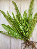 Rooted Ferns - 20 Pack - Lush Green Indoor Plants - Perfect for Home Decor - Ideal for Terrariums and Gardens