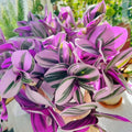 3 Unrooted 3"-4" Cuttings Tradescantia Nanouk - Rare Pink Wandering Jew Plant