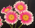 Gerbera Daisy Seeds - 200+ Pink & White Variety - Ideal for Garden Planting - Free Shipping - Gerbera Jamesonii