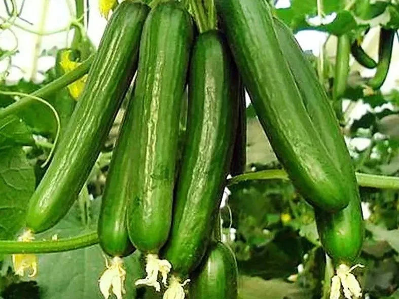 Beit Alpha Cucumber Seeds - 200+ Organic Heirloom Persian Lebanese - Fresh Gardening Seeds - Cucumis sativus