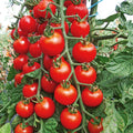 Cherry Tomato Seeds - 100+ Heirloom, Non-GMO, Organic, Super Sweet Variety - Rare (Solanum lycopersicum)