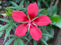 Texas Star Hibiscus Seeds (50 Seeds) - Red Flowering Perennial - Hibiscus coccineus