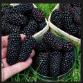 Big Daddy Thornless Blackberry Plants - 5 Pack, Edible Fruit, Rubus spp., Jumbo Size, Outdoor Garden, Zones 5-9