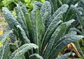 Kale Seeds, 200 Non-GMO Seeds, Premier Variety, Ideal for Salads and Cooking, Brassica oleracea