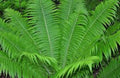 Ostrich Fern Bare Root - 3 Fiddlehead Plants - Matteuccia Struthiopteris - Edible Shoots for Woodland Gardens
