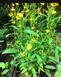 Tarragon Seeds - 200+ Organic French Tarragon Seeds (Artemisia dracunculus) - Culinary Herb for Cooking and Gardening