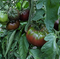 Russian Black Krim Tomato Seeds - 10+ Non-GMO Heirloom Seeds - Organic Heirloom Variety, Perfect for Home Gardening