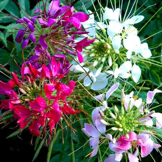 Cleome Seeds - Mixed Colors - Non-GMO - Flower Seeds for Garden - Cleome hassleriana