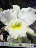Orchid Plant Bc Pastoral Innocence 4" Rooted Stem Bare Root - Beautiful Flowering Orchid Species for Home Decor