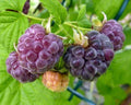 Organic Glencoe Purple Raspberry Plant - Live Rooted Starter - Rubus idaeus - Zones 4-9