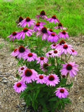 Echinacea Seeds - 100 Count - Prairie Splendor Deep Rose - Echinacea Prairie Splendor - Perennial Flower Seeds