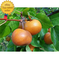 Dwarf Chojuro Asian Pear Tree Bare Root - Pyrus pyrifolia, Fruit Tree for Home Garden, Sweet Pear Variety