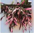Fresh Cut Pseudorhipsalis Rhipsalis Ramulosa Red - Unique Tropical Succulent Clippings for Home Decor or Plant Collections