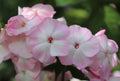 Mother of Pearl Phlox Seeds - 100+ Pack for Garden Planting - Phlox paniculata - USA Grown, Free Shipping