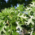 Pin Oak Trees for Planting | Live Seedlings | 2-3 Feet Tall | Quercus palustris | No Ship to California