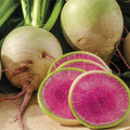 Watermelon Radish Seeds | Heirloom Non-GMO Variety | Free Shipping | Raphanus sativus