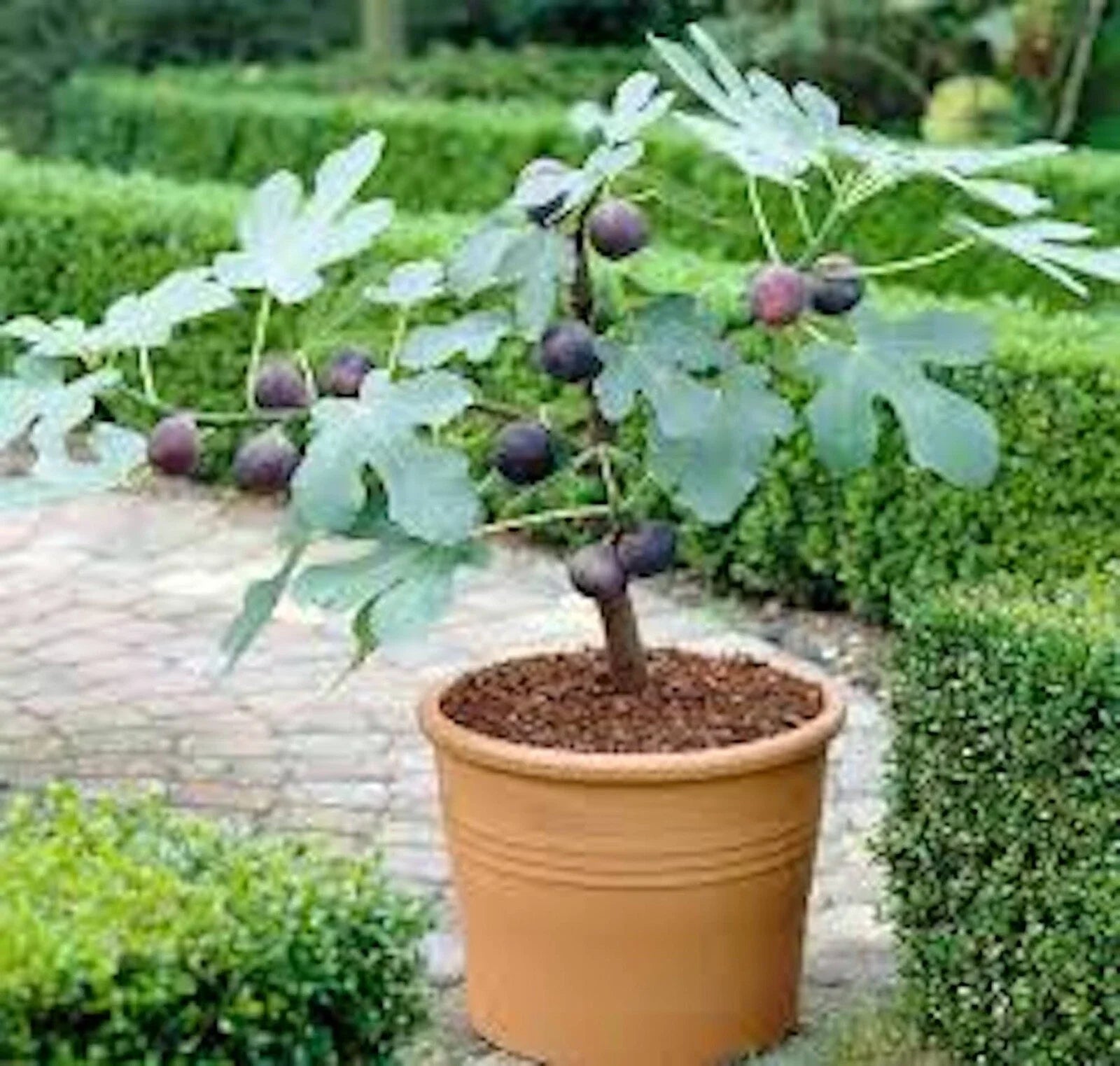 Fignomenal Dwarf Fig Tree Starter Plant - Self Fertile, Compact Size, 28" Tall - Ficus carica 'Fignomenal'