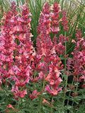 Coral Hyssop Seeds - 100 Perennial Flower Seeds - Agastache - Vibrant Color - US Seller