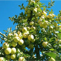 Golden Delicious Apple Tree Scions - 16 Thin Cuttings for Rooting & Grafting - Malus domestica