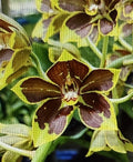 Small Rooted Orchid Plant Bulb - Bare Root Variety, Perfect for Repotting - Orchidaceae