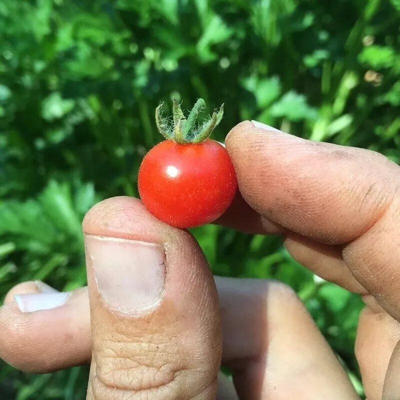 Red Currant Tomato Seeds - 120+ Heirloom Organic Non-GMO - Fresh Gardening Seeds - Solanum lycopersicum