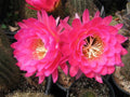 Tricocereus Grandiflorus Cactus, 5" Pink Flowers, 4.5" Pot, Show-Stopper Variety