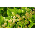 Littleleaf Linden Tree Bare Root - Tilia cordata - Ideal for Landscaping and Shade, Hardy Deciduous Tree