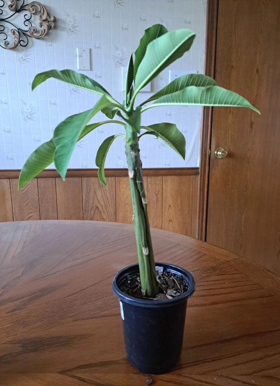 Live Plumeria Plant 15" White Flowers Frangipani Healthy Well Rooted (Plumeria spp.)