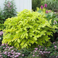 Sun King Japanese Spikenard Plant - Rhizome Variety - Aromatic Perennial - Aralia racemosa