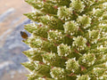Queen of The Andes Seeds - 10 Pack for Planting - Rare Puya Raimondii Exotic Plant Seeds