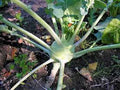 Kohlrabi Seeds, 500 Non-GMO Heirloom Early White Vienna, Vegetable Garden Seeds for Planting