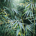 Bamboo Seeds - 50 Pack - Chinese Walking Variety - Clumping Privacy Plant for Garden - Shade Screen