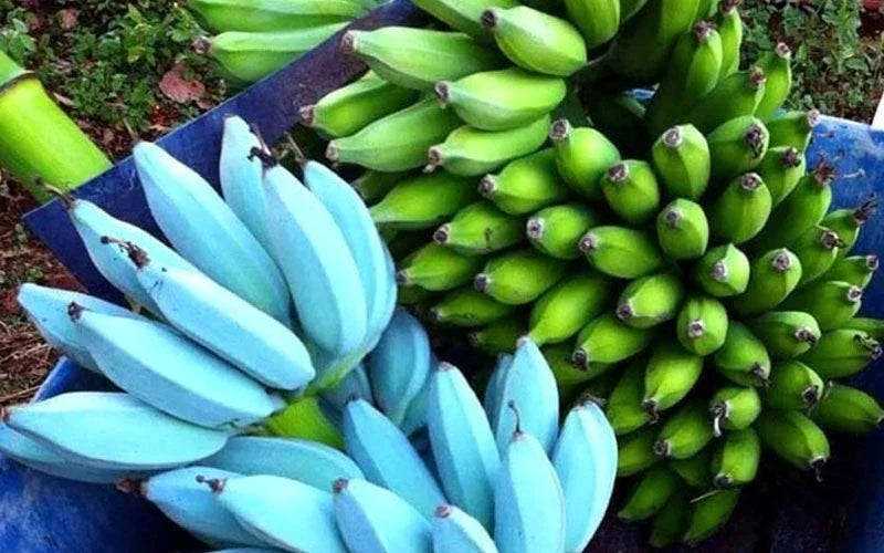 Musa Ice Cream Banana Tree - Small Rooted Starter Plant - Blue Java Variety - Live Tropical Plant