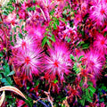 Pink Fairy Duster Tree Seeds - Mesquitella eriophylla - Flowering Mimosa Plant - Rare Drought-Tolerant Seeds