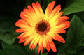 Sunburst Gerbera Daisy Seeds - 200+ Pack for Garden Planting - Bright Yellow Flowers - Gerbera jamesonii