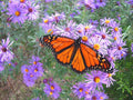 New England Aster Seeds - 200+ Perennial Native Wildflower - Summer Fall Blooms - Aster novae-angliae