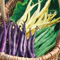 Bulk Mardi Gras Bean Seeds Mix - Purple, Yellow, Green Tricolor - High-Quality Gardening Seeds for Planting