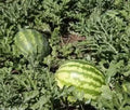 Kleckley's Sweet Watermelon Seeds, Heirloom Variety, Large & Super Sweet, 100 Seeds, Citrullus lanatus