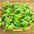Lemon Basil Seeds - 200 Count Non-GMO Pack - Unique Herb for Cooking and Gardening - Ocimum basilicum