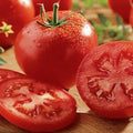 Celebrity Tomato Seeds | F1 Hybrid | Non-GMO | Bulk Pack | Lycopersicon esculentum