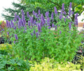 Purple Giant Hyssop Seeds - 101+ Count - Native Wildflower for Drought & Heat Tolerance - Pollinator Friendly (Agastache foeniculum)