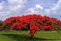 Royal Poinciana Seeds - 20 Count - Delonix regia - Flamboyant Flame Tree Gulmohar