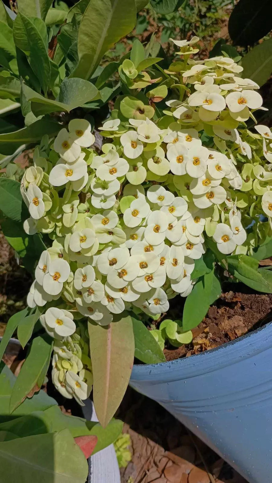 Crown of Thorns Cutting 1 Count White with Yellow Center Euphorbia milii
