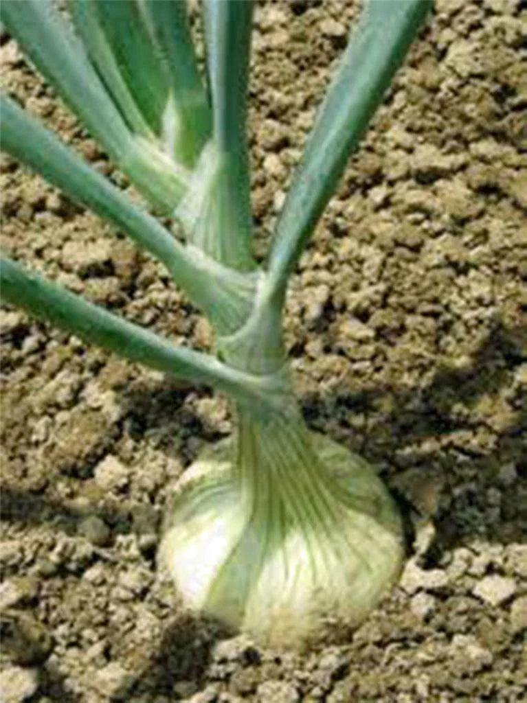 Spanish White Onion Seeds, Heirloom Variety, 25+ Sweet Seeds for Cooking, Allium cepa